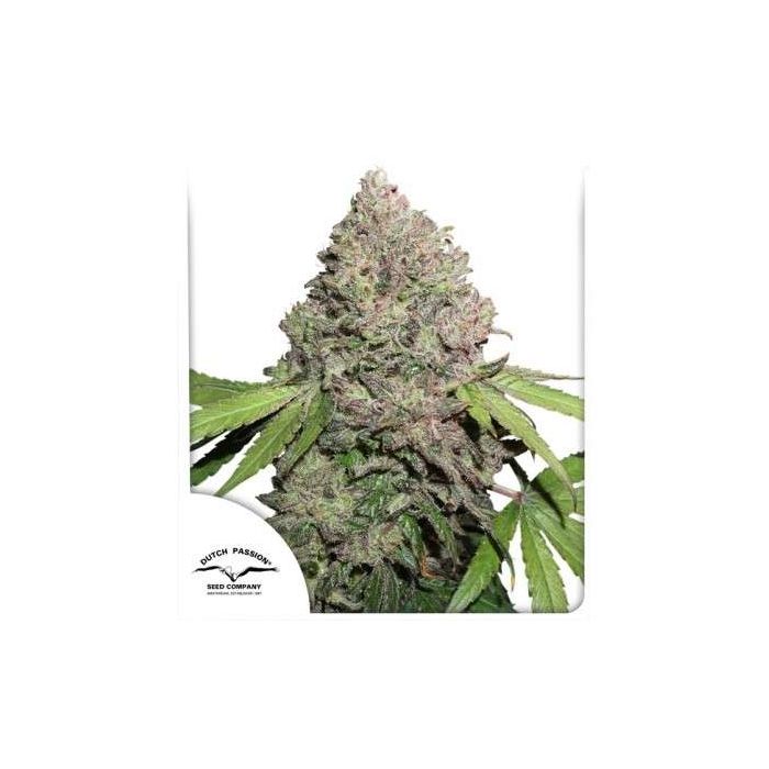 CBD Charlottes Angel