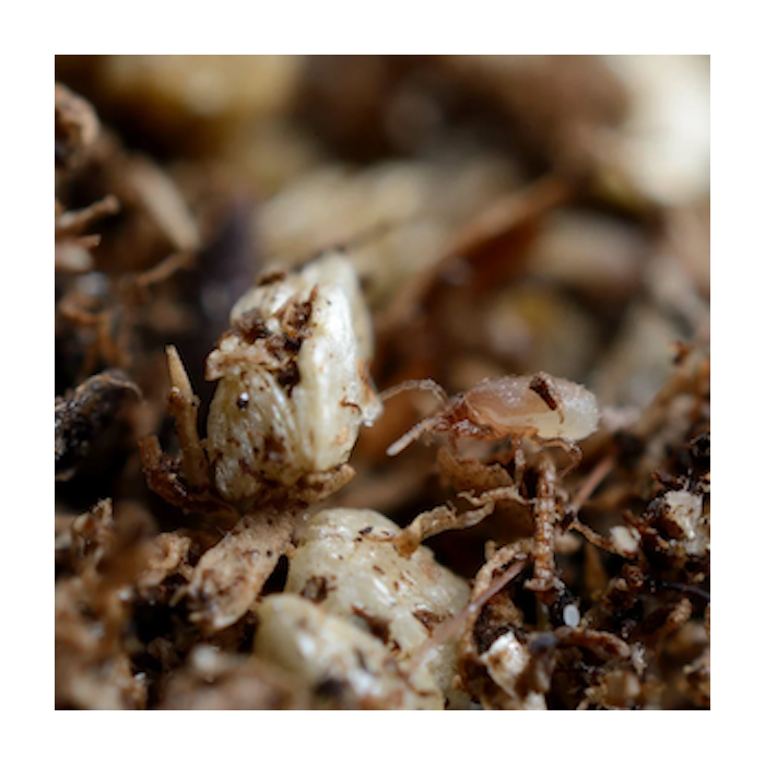 Hypoaspis-Raubmilben gegen Trauermückenlarven 2000Stk