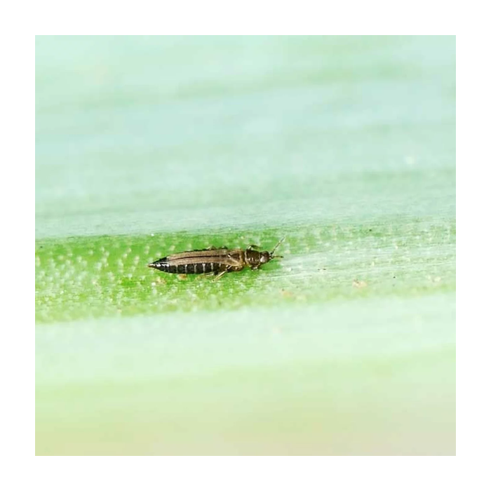 Raubmilbe Amblyseius gegen Thrips