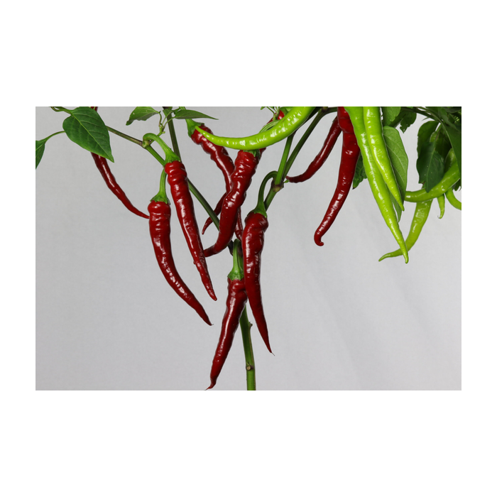Aci Sivri – Chilli Samen