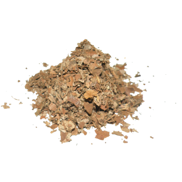 Ameisenbaum (Cecropia) 10g