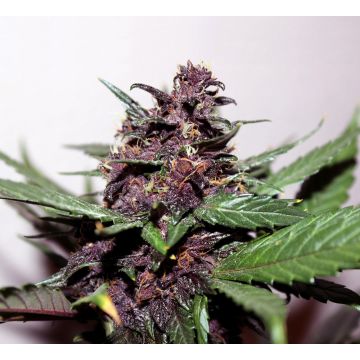 Swiss Dream Rosé CBD Autoflowering