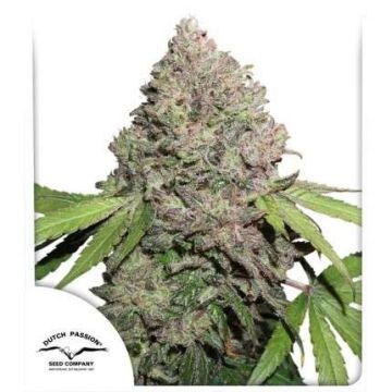 CBD Charlottes Angel