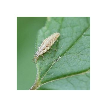 Lacewing larvae against aphids