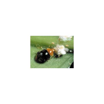Larves de coccinelles de Cryptolaemus contre les cochenilles