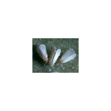 Guêpes parasites Encarsia contre les mouches blanches, 500pcs