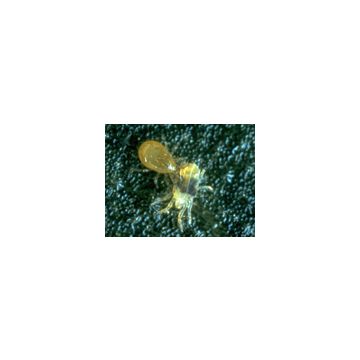 Phytoseiulus predatory mites against spider mites 3 x 200pcs
