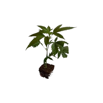 Holy Shit Orange Bud - CBD Stecklinge