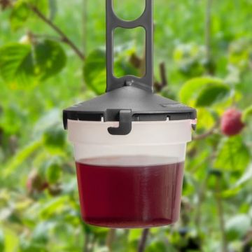 Drosal Pro Kirschessigfliegen-Falle - Set mit 5 Fallen & 1L Lockstoff