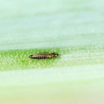 Raubmilbe Amblyseius gegen Thrips