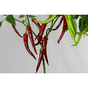 Greendoor Aci Sivri – Chilli Samen